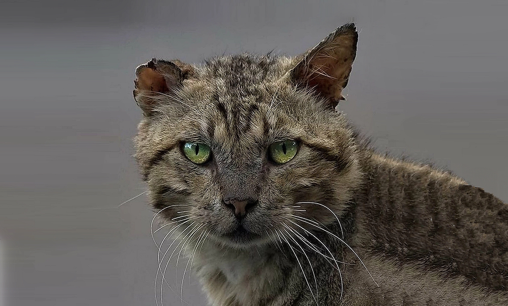 Кот рваное. Дворовый кот. Уличные коты. Серый уличный кот.