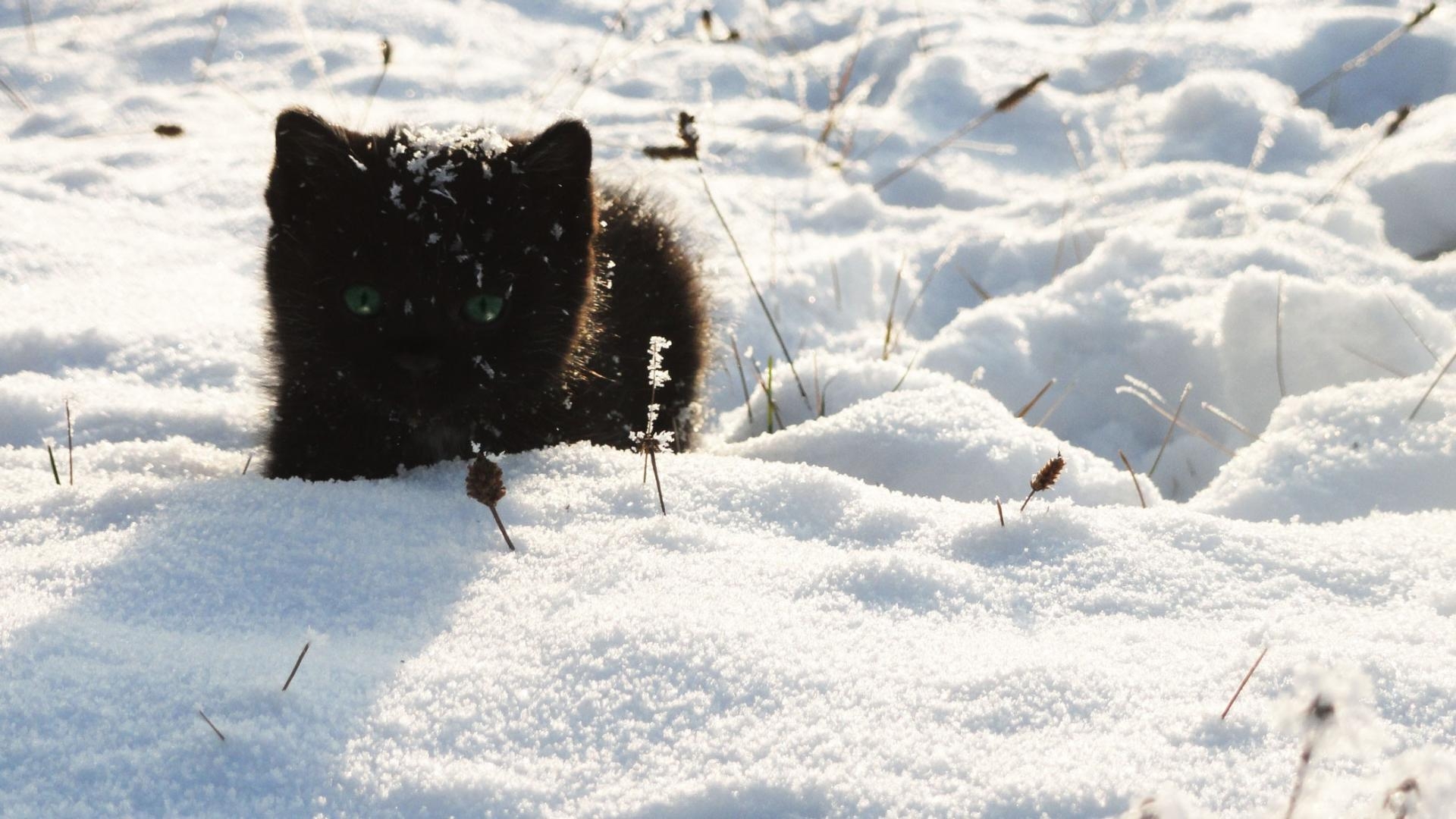 Черный котенок в снегу