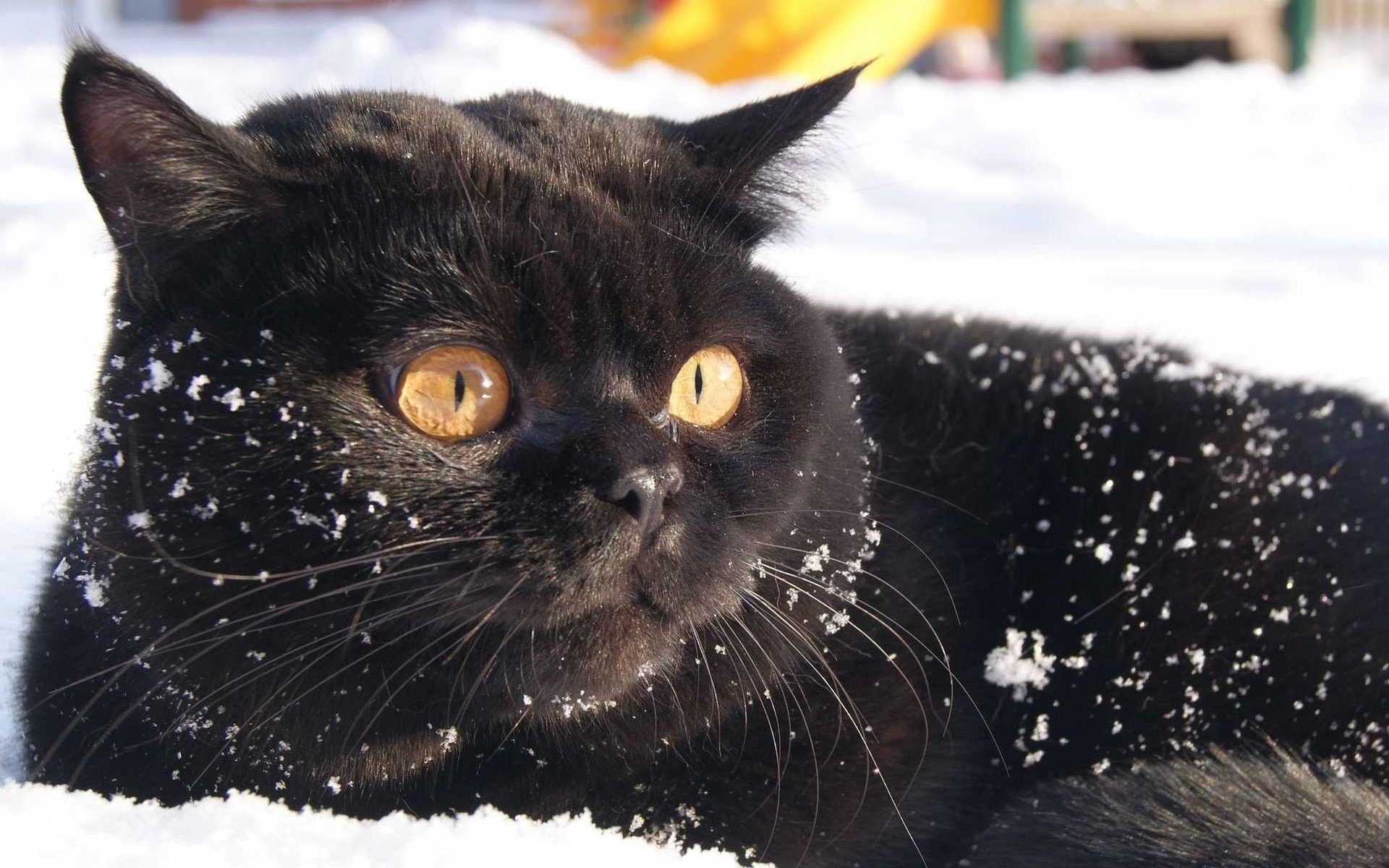 Big black cat. Кот британец черный. Кот зима. Красивый черный котик в снегу. Черный британский кот на рабочий стол.