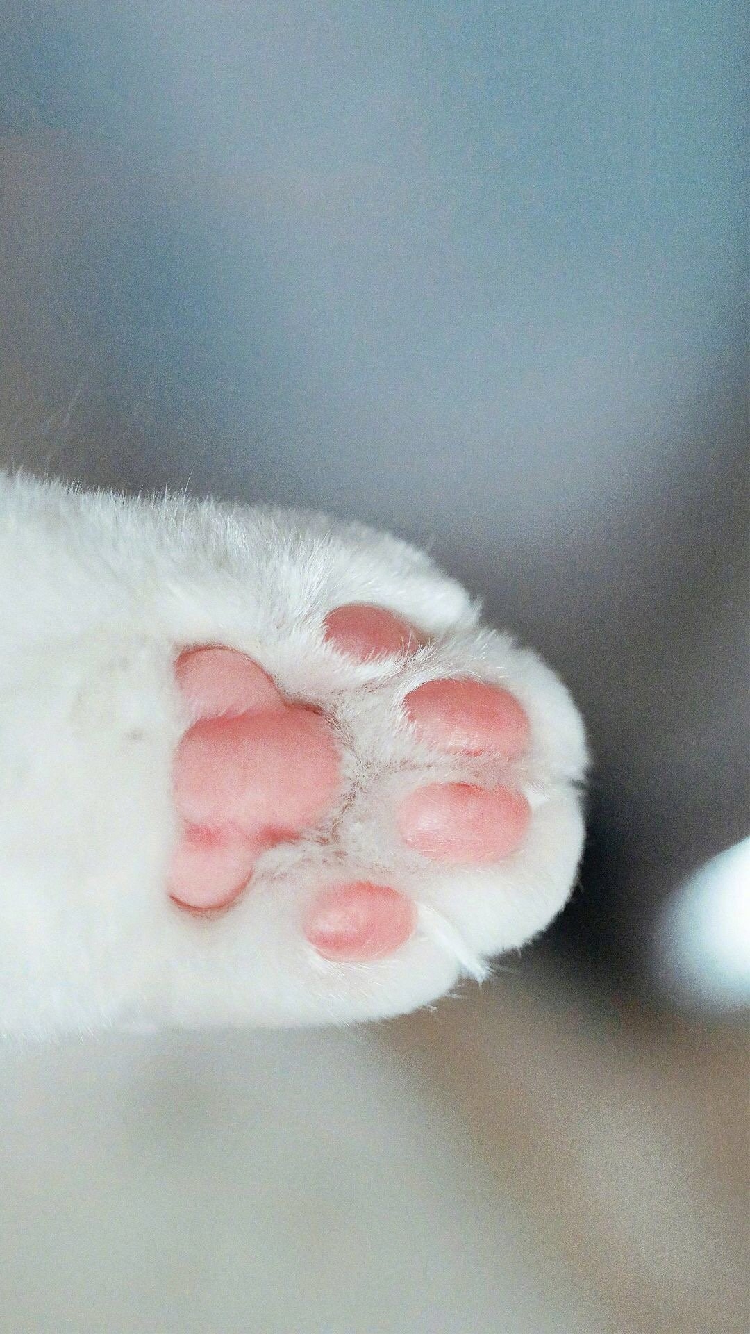 Крошечные лапки. Кот с белыми лапками. Лапка котика. Белые лапки котика. Маленькая лапка котика.