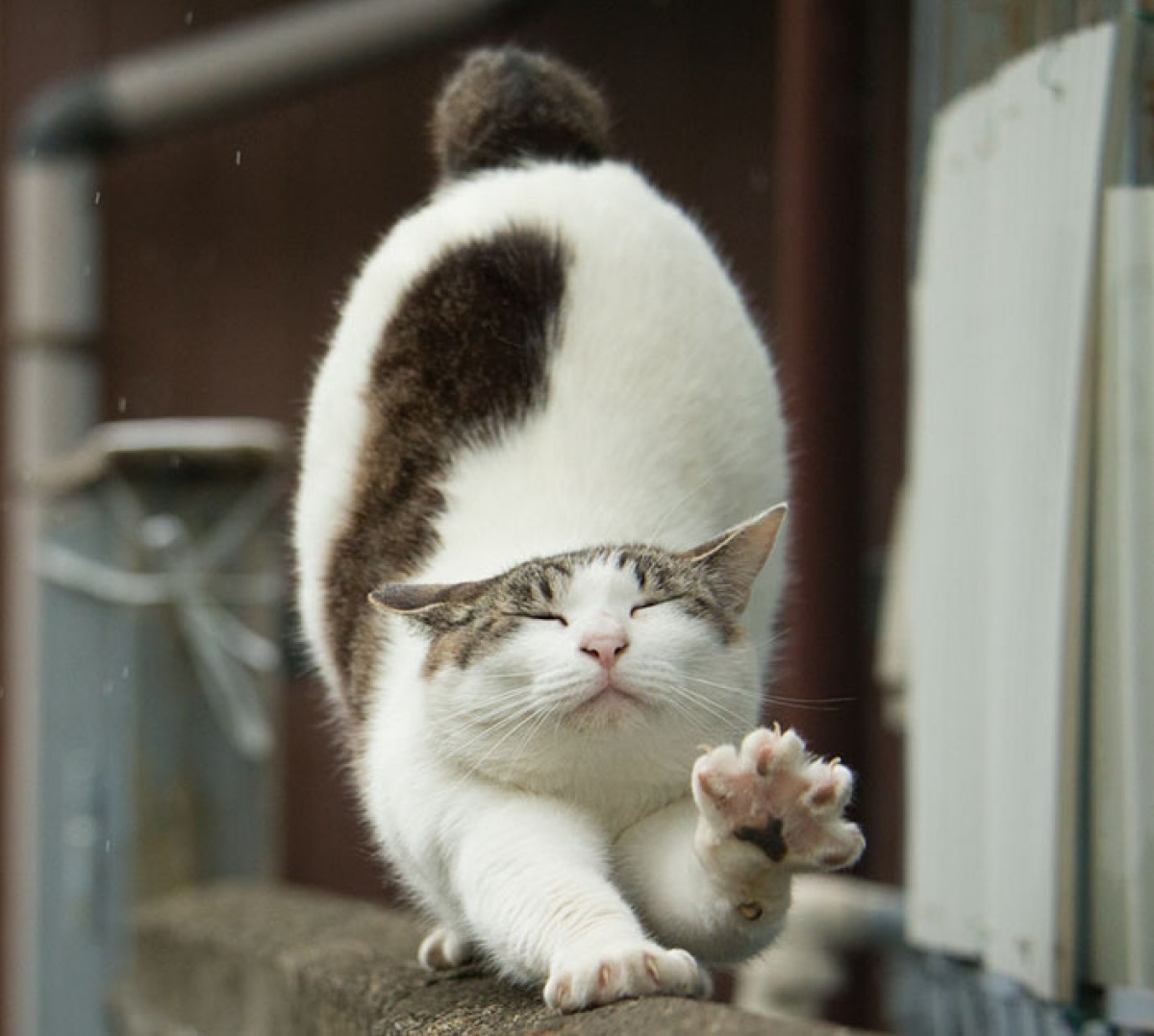 Японская уличные кошки