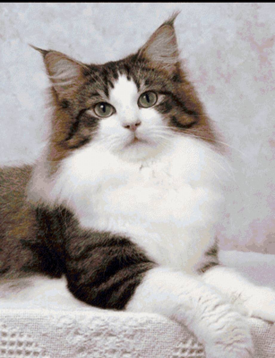 Сибирская кошка трехцветная гладкошерстная