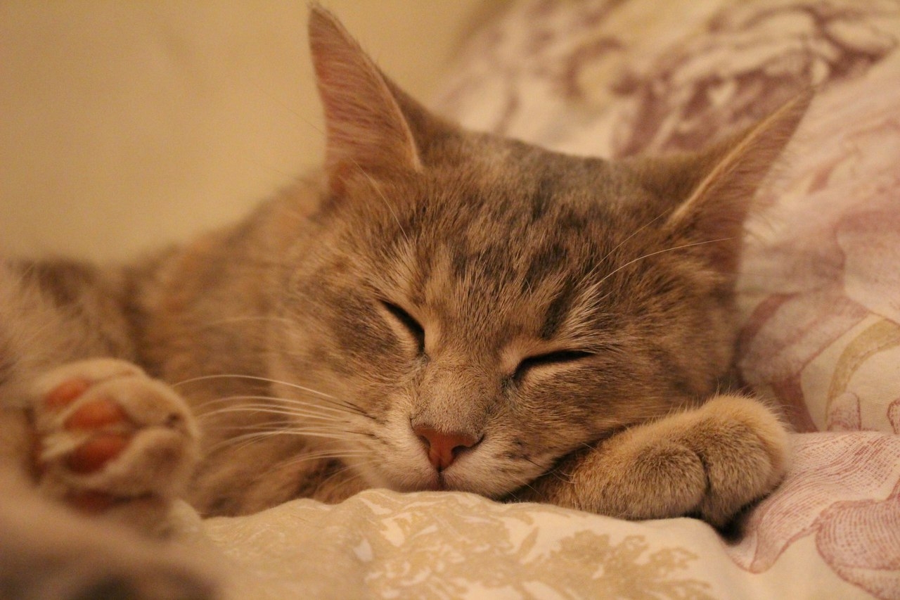 К чему снится кошка женщине замужней ласковая. Спящий кот. Спящие коты. Сонная кошка. Кошка засыпает.