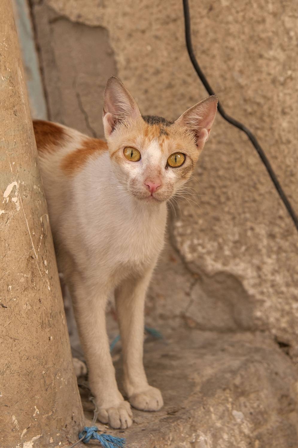 Аравийский мау. Аравийский МАУ рыжий. Аравийский МАУ кошка. Порода кота Аравийский МАУ. Кот Аравийский МАУ рыжий.