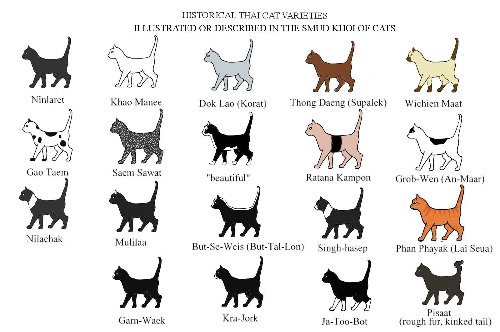 определитель породы кошек по фото
