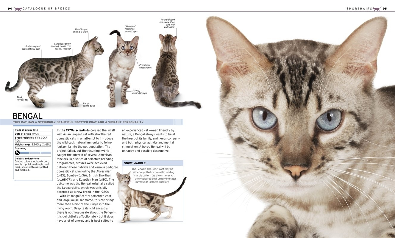 Программа по определению породы кошек по фото
