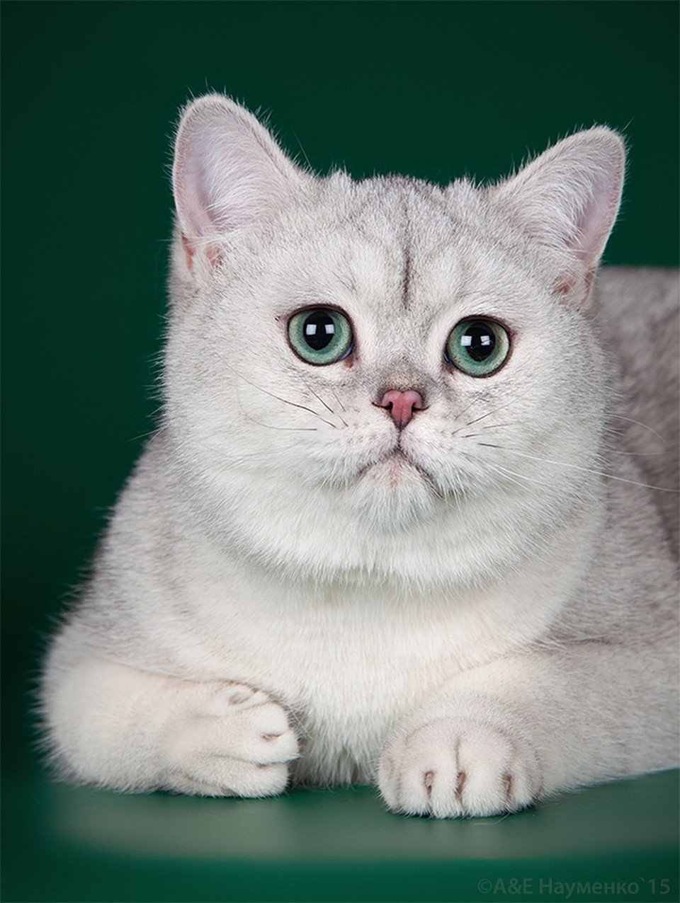 британские белые коты фото