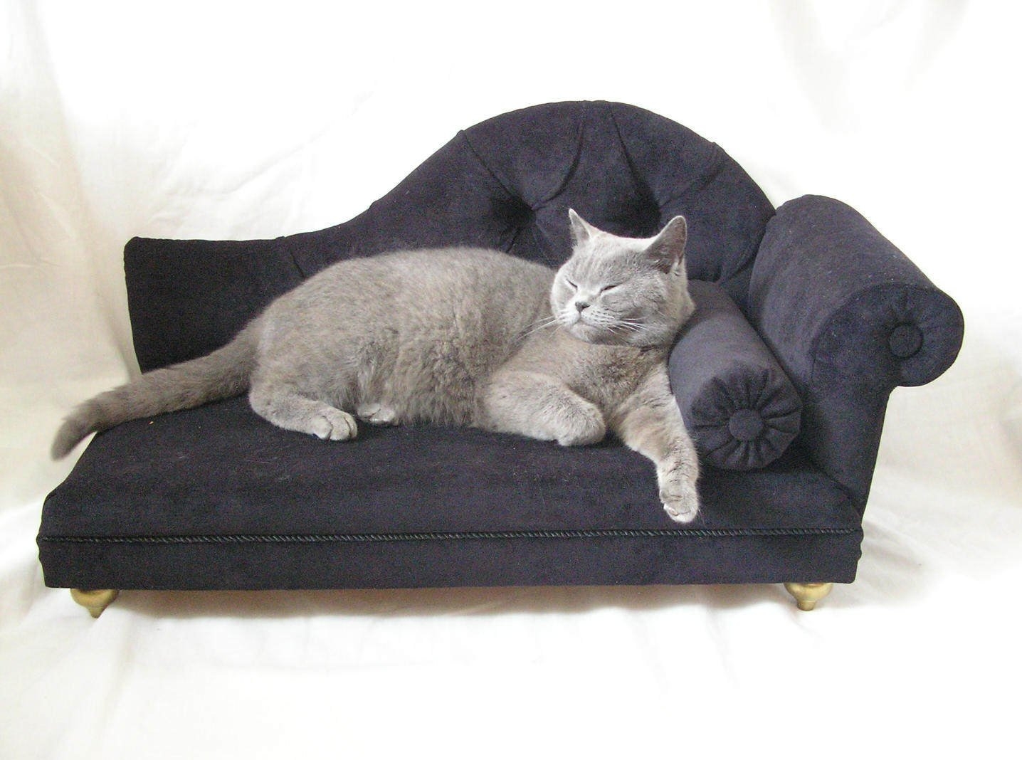Кошка сидит на диване