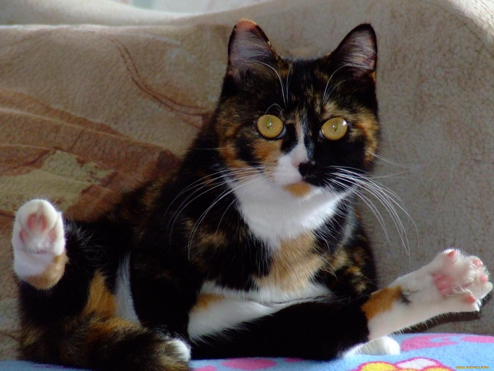 Какие котята родятся у трехцветной кошки. Сибирская черепаховая кошка. Британская трехшерстная кошка. Сибирская кошка трехцветная короткошерстная. Британская короткошёрстная кошка трехцветная.