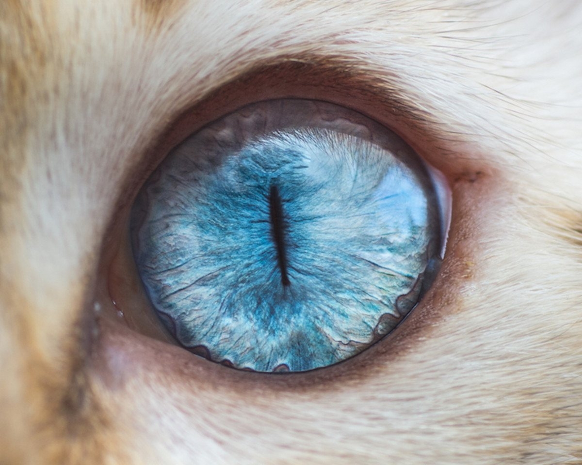 Макросъемка глаза животных