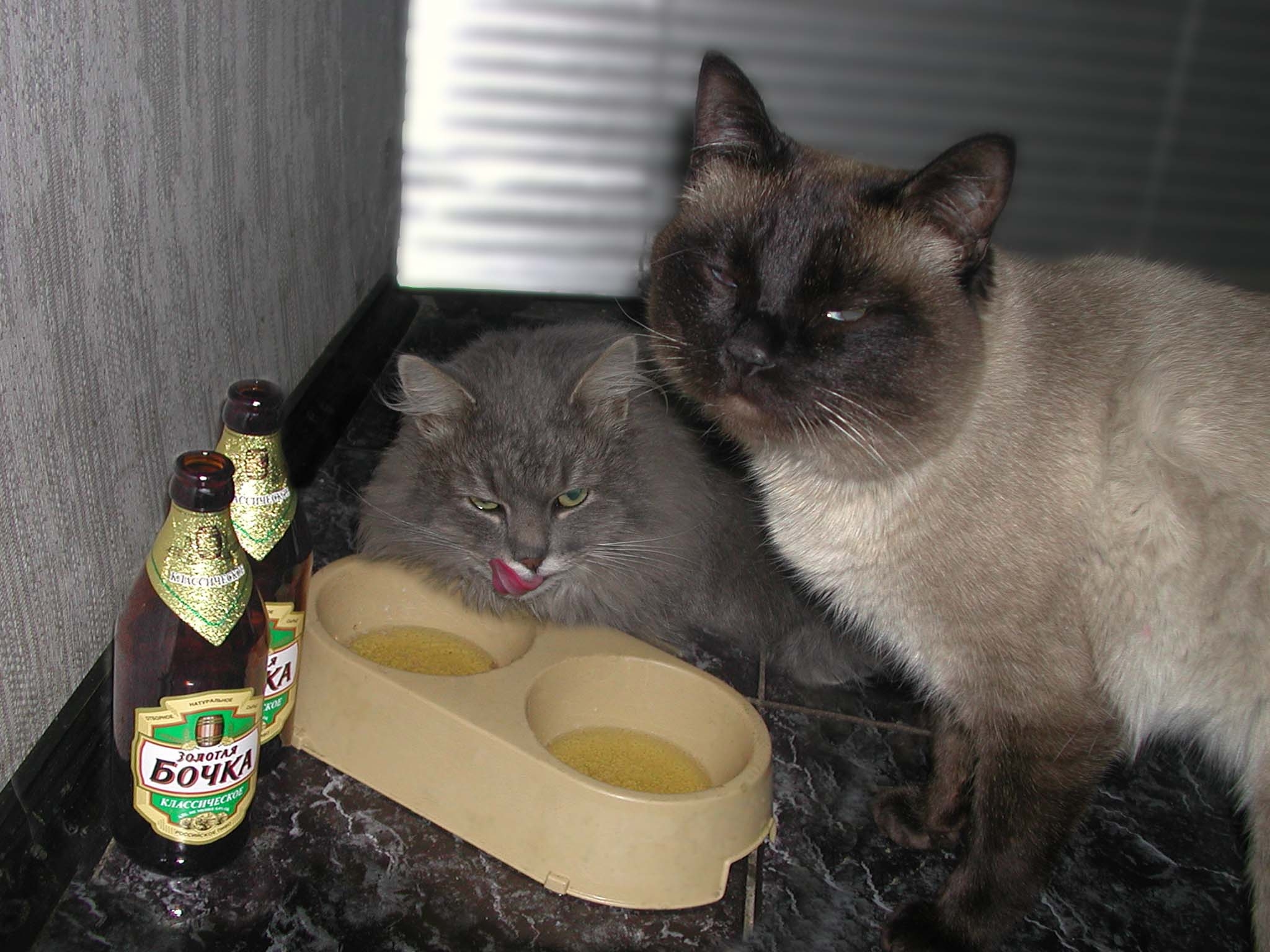 Я сегодня пью и буду пьян. Кот с пивом. Кошки бухают. Пьяные коты.