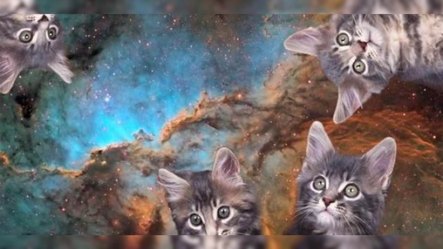 Коты во Вселенной