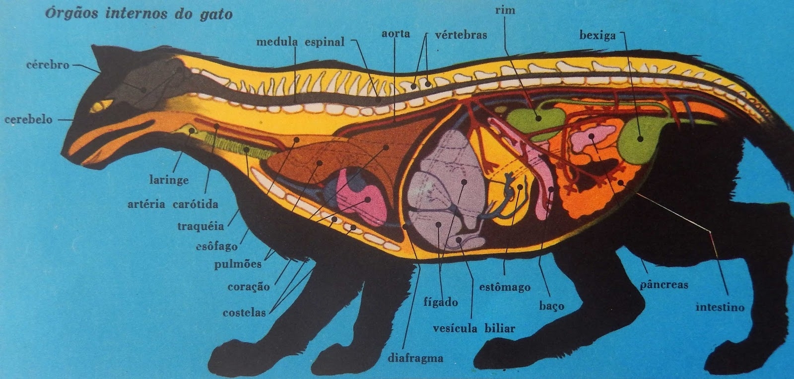 Женский половой орган млекопитающих. Анатомия кошки расположение органов. Строение внутренних органов кота брюшная полость. Строение кошачьего организма. Анатомия брюшной полости кошки.