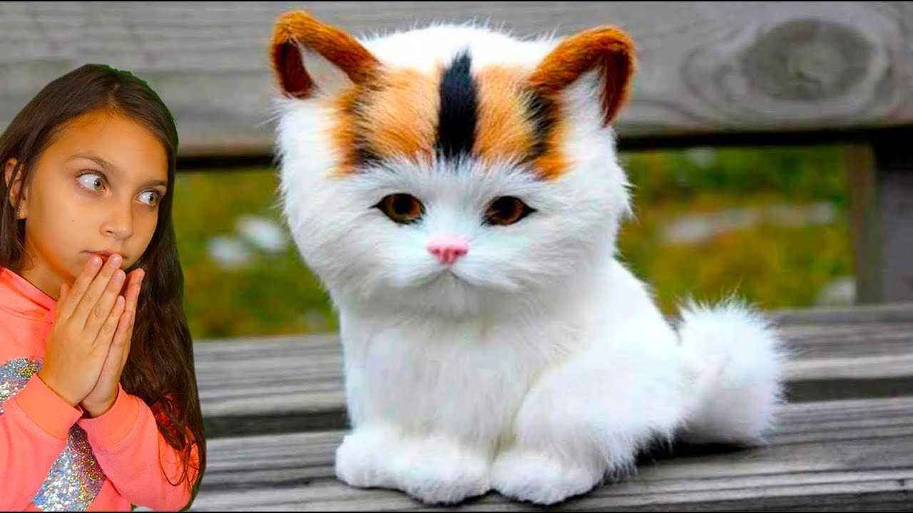 Симпатичный котенок. Красивые кошечки. Милые кошки. Красивые котята. Милая кошка.