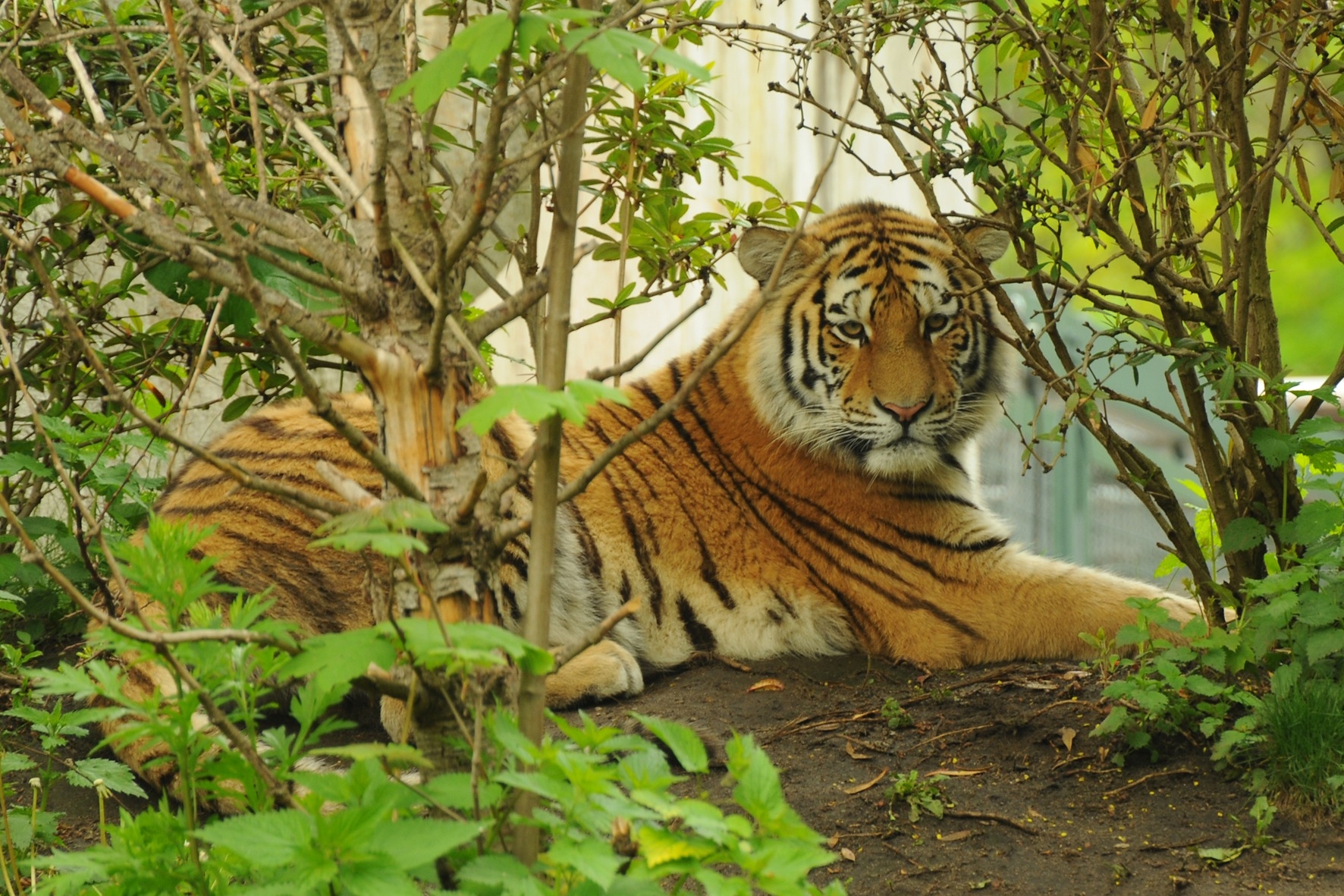 Дикие амурские тигры. Амурский тигр. Уссурийский тигр. Амурский тигр фото. Амурский тигр в дикой природе.