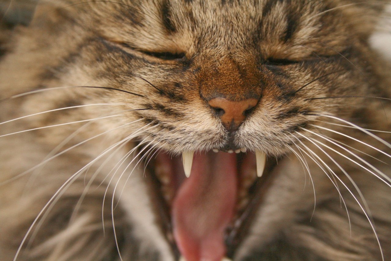 Что значит если кошка мяукает. Орущий кот. Кричащий кот. Мяуканье кота. Кот зевает.