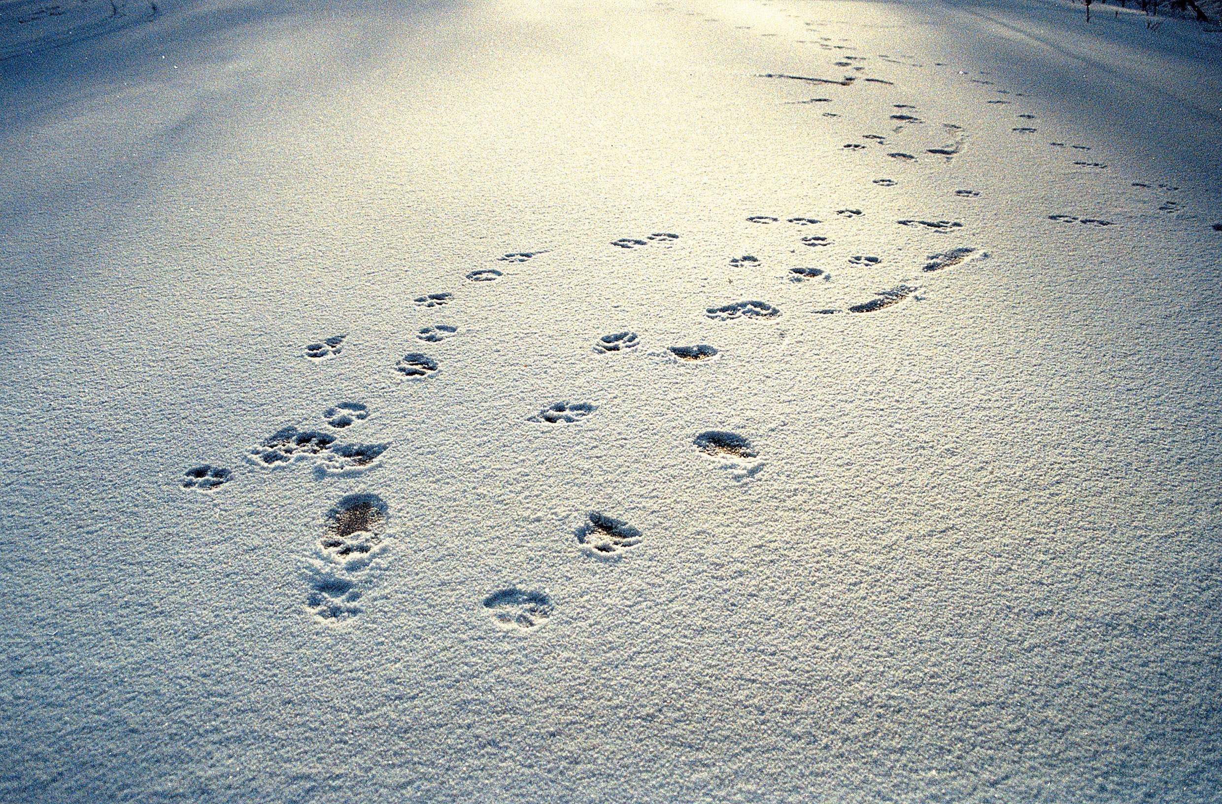 Свежесть следа. Следы на снегу. Кошачьи следы на снегу. Лапки на снегу. Следы кошки на снегу.
