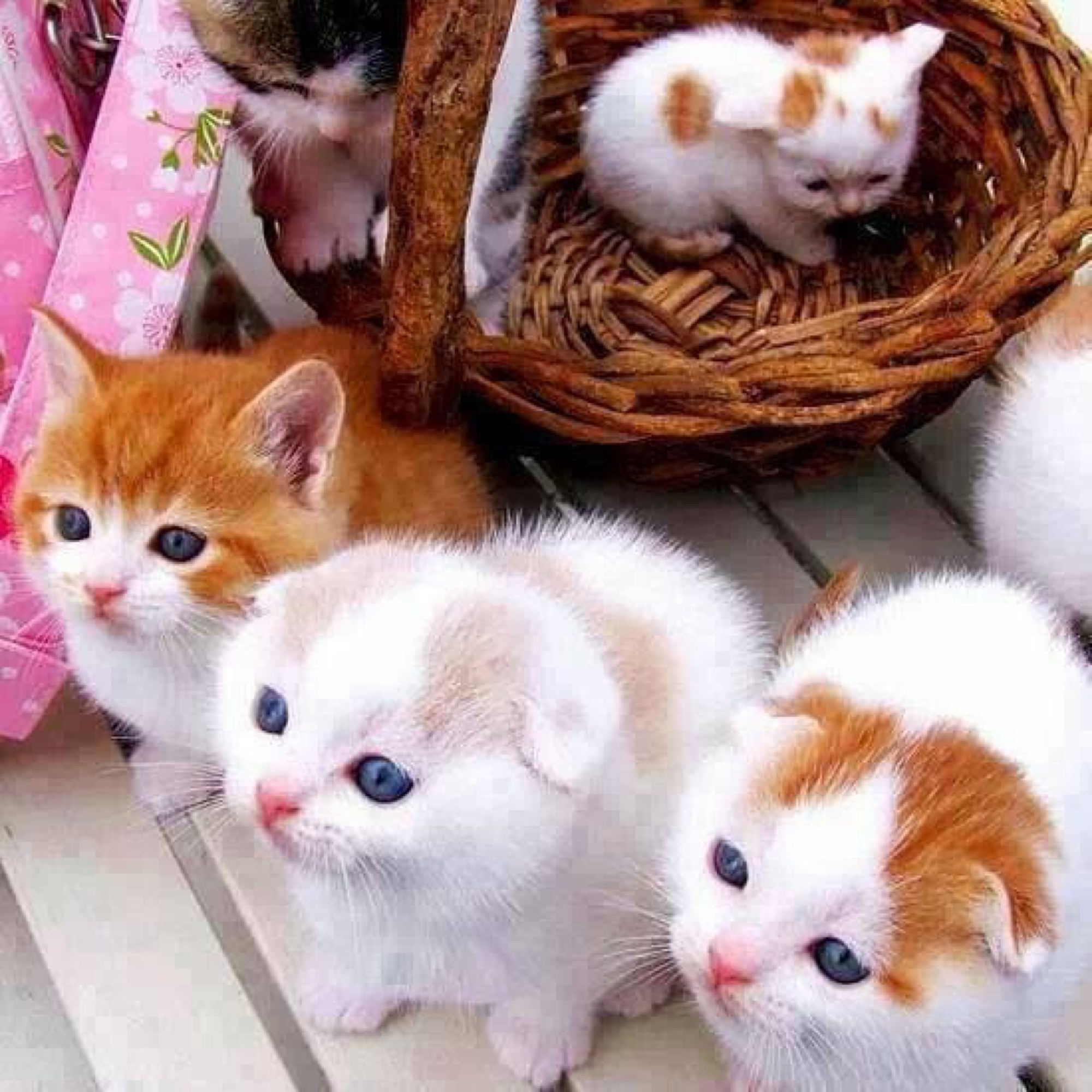 Хочу маленькие котики
