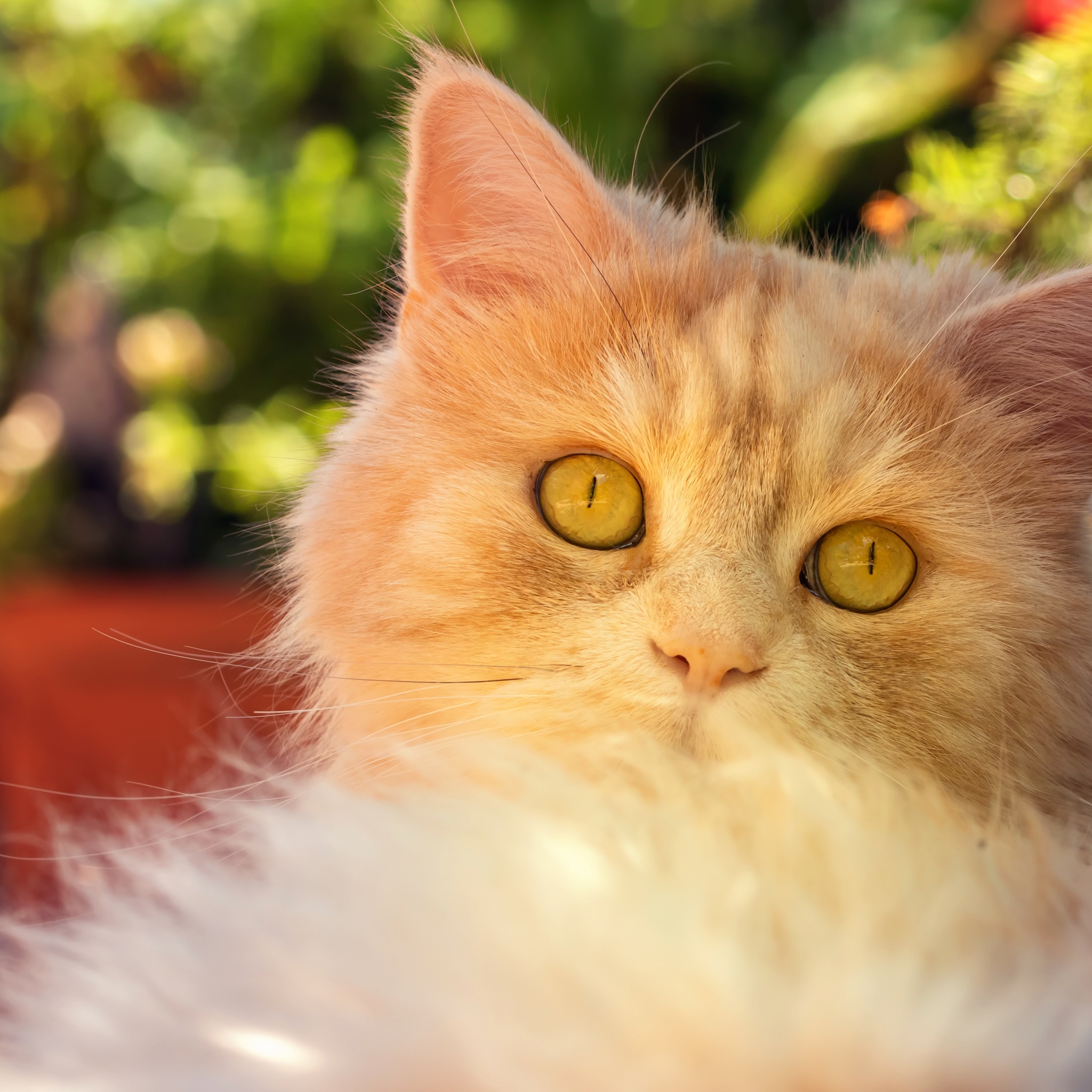 Кот с желтыми глазами порода. Рыжий котенок с желтыми глазами. Рыжая кошка с желтыми глазами. Порода рыжих котов с желтыми глазами. Персидская рыжая кошка с желтыми глазами.