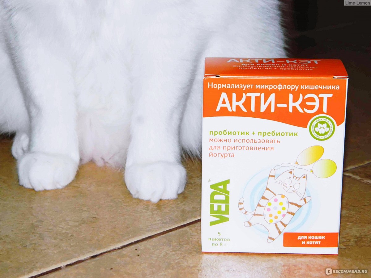 Какие таблетки можно давать котам. Средство для микрофлоры кишечника для котов. Пребиотик для котят. Пробиотики для кишечника коту. Препарат для микрофлоры котятам.