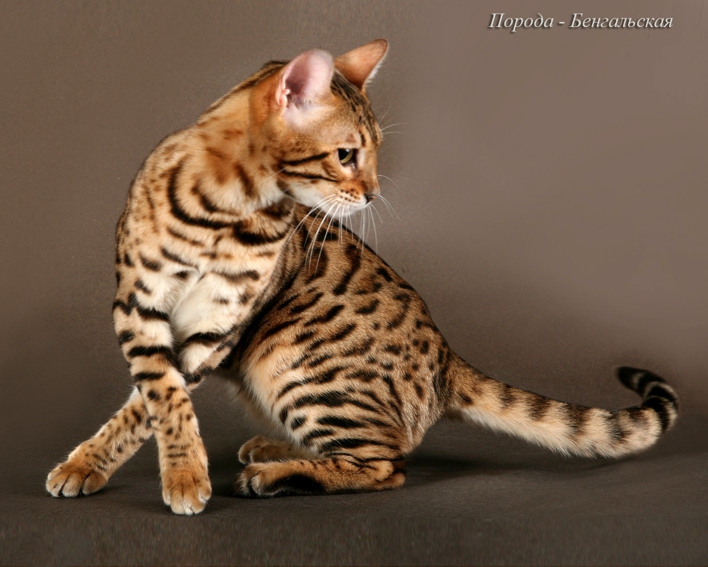 Рассмотрите фотографию кошки дикого окраса породы бенгальская. Кошки бенгальской породы. Тойгер кошка. Оцикет мраморный. Бенгальская Браун табби.