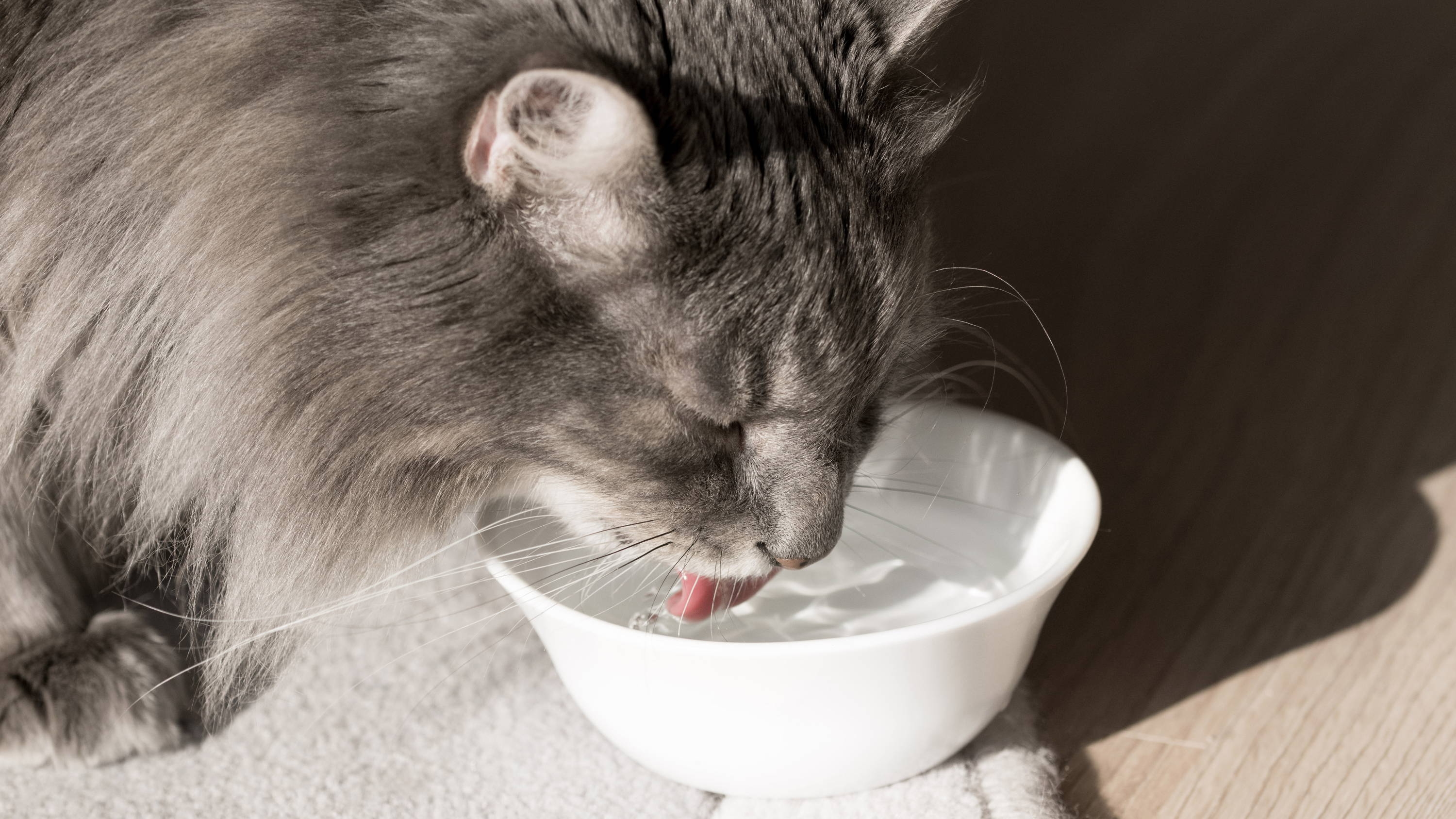Кошка ничего не ест. Кошка лакает молоко. Кошка пьет из миски. Кошка пьет воду. Котенок в миске с молоком.