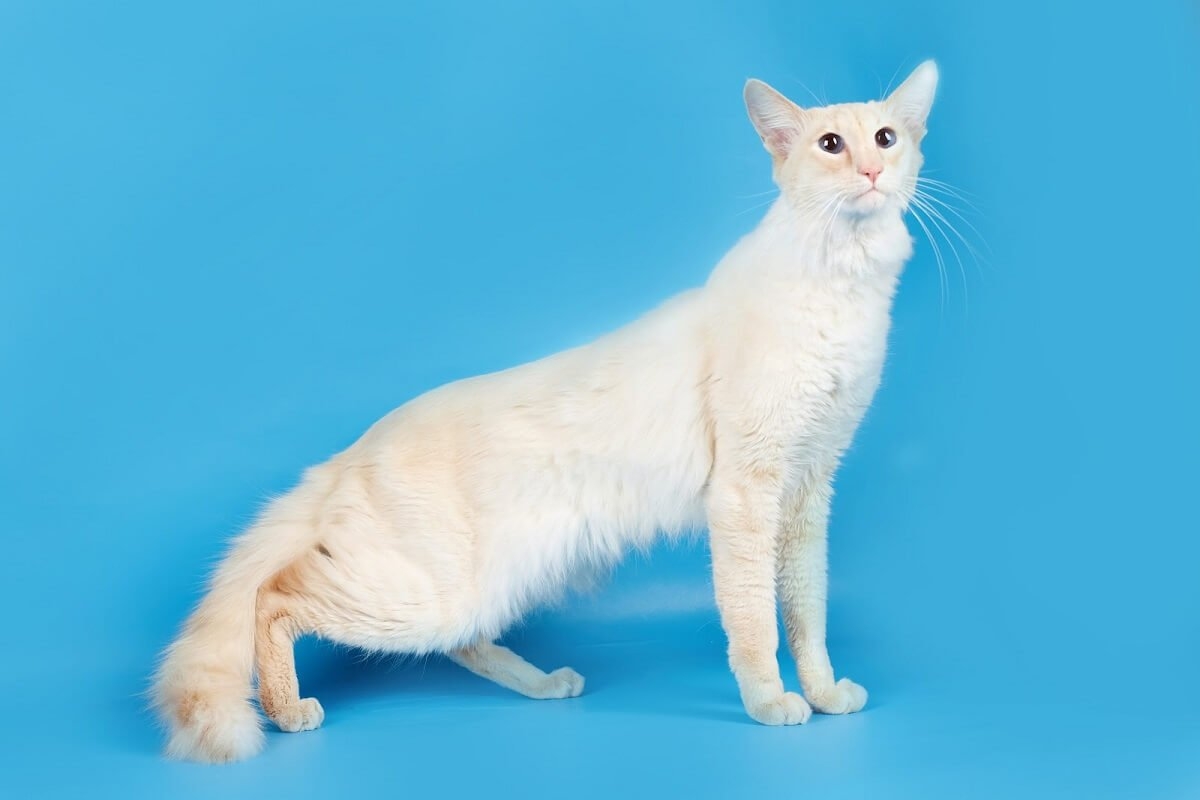 Ориентальная длинношерстная кошка - картинки и фото koshka.top