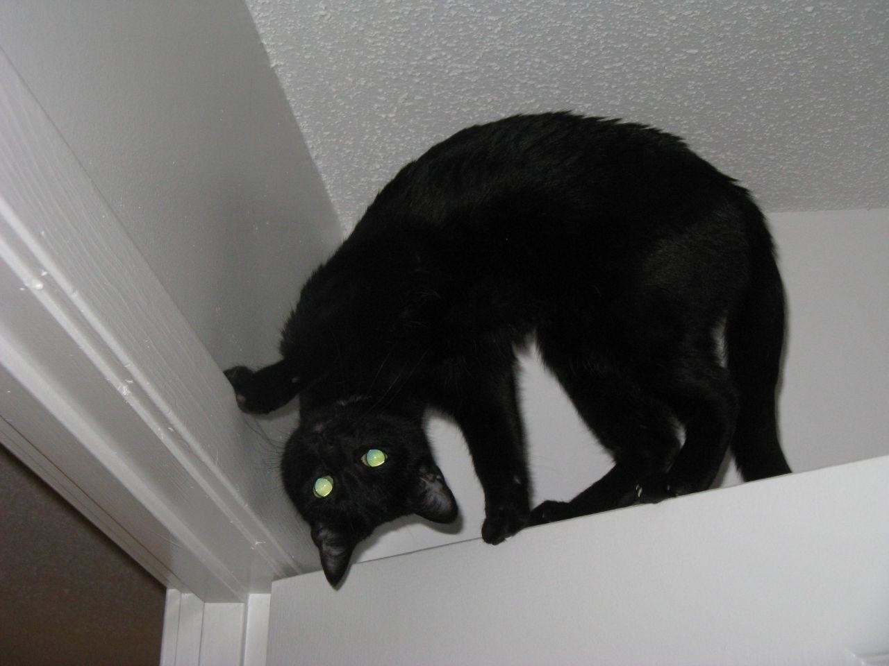 Страшная черная кошка