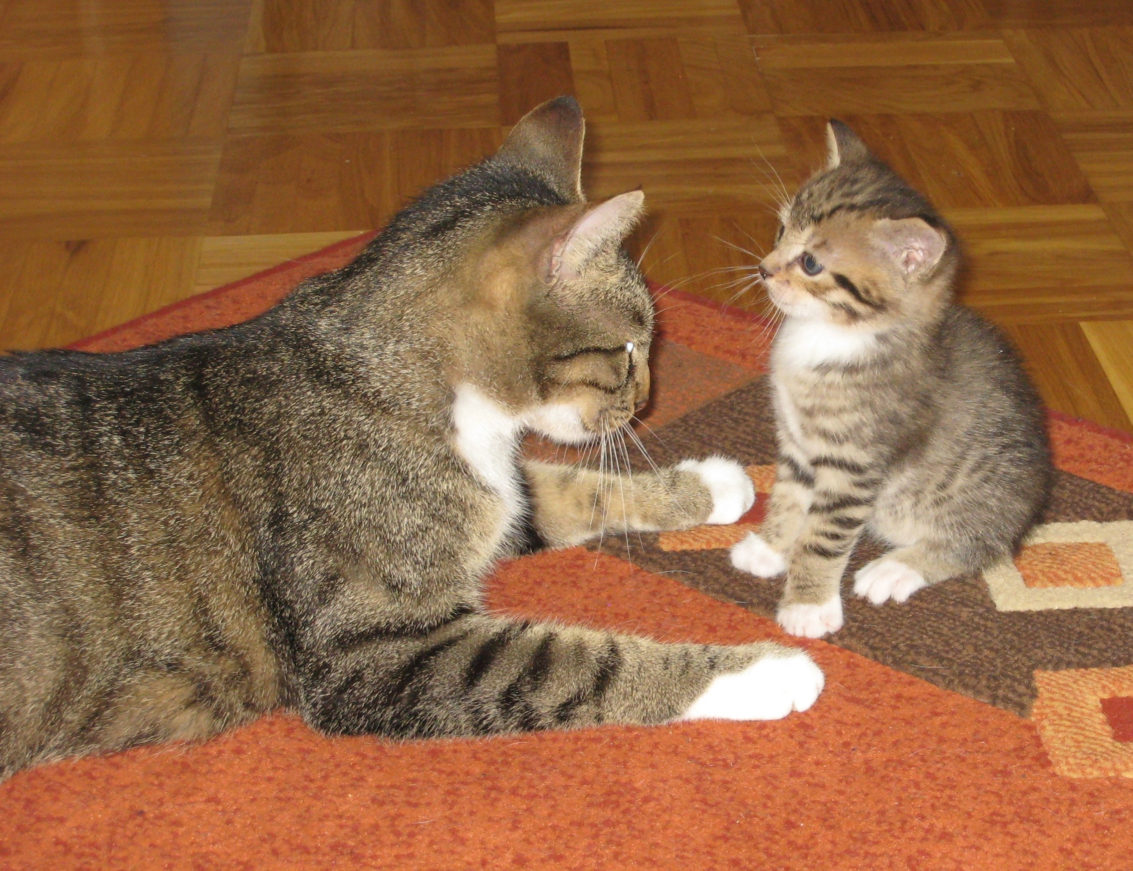 Кошка брата мам. Европейская короткошерстная кошка. Европейская короткошерстная табби рыжий. Мама кошка воспитывает котят. Котята с мамой.