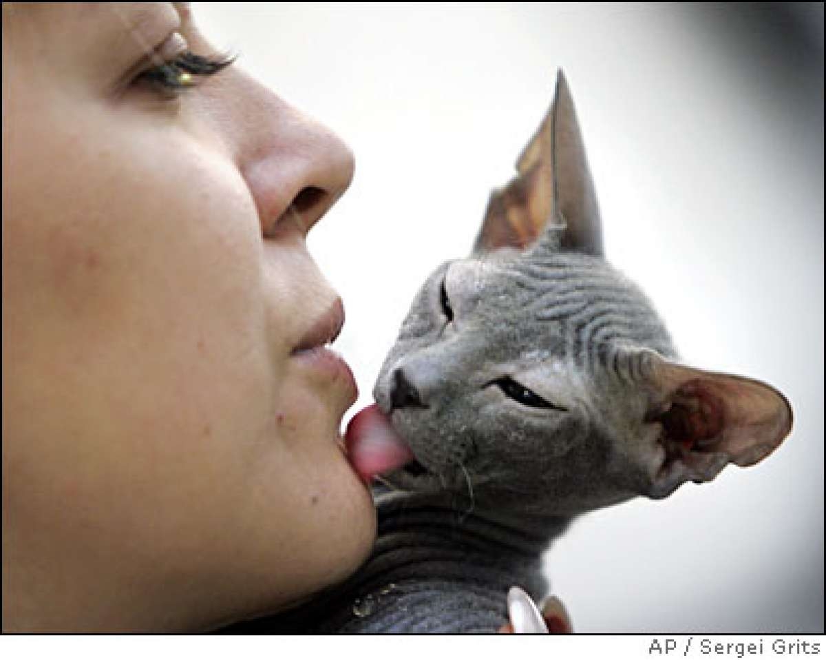 Девушка рассказывает как лизала девушки. Котик облизывает лицо. Кошка лижет. Девушка целует кошку. Кошачий поцелуй с хозяином.