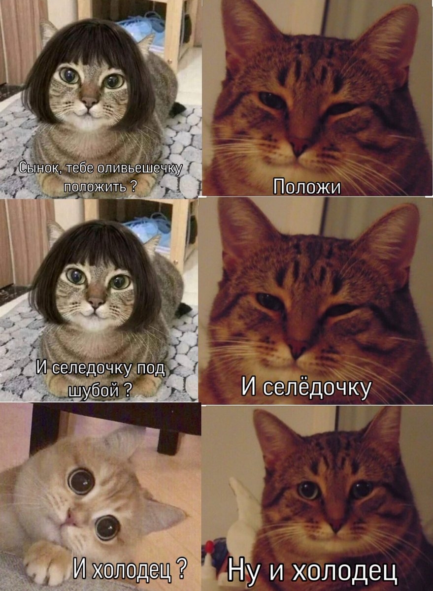 Кот в парике Мем