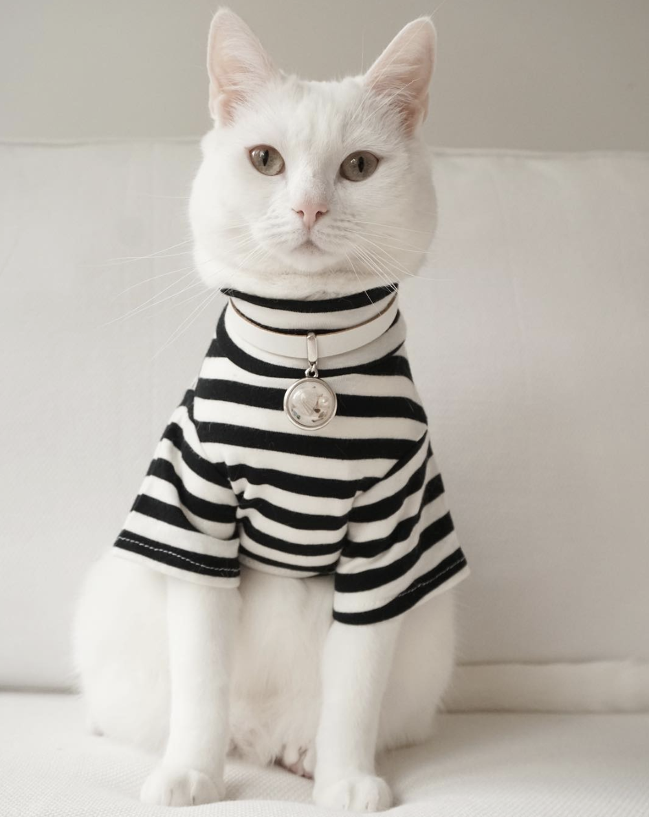 Стильная кошка. Коты в одежде. Костюм кошки. Котик в костюме. Котики с нарядами.
