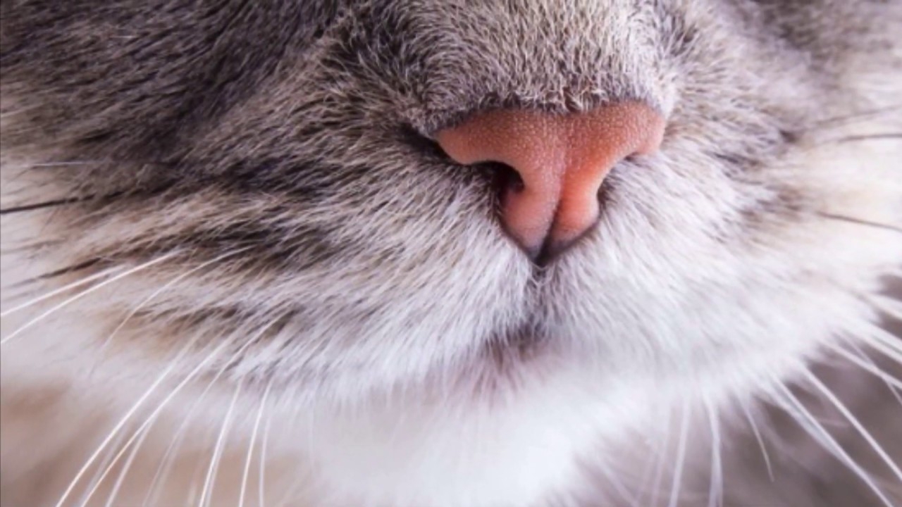 Кошачий носик. Нос кота. Кошкин нос. Носы животных.