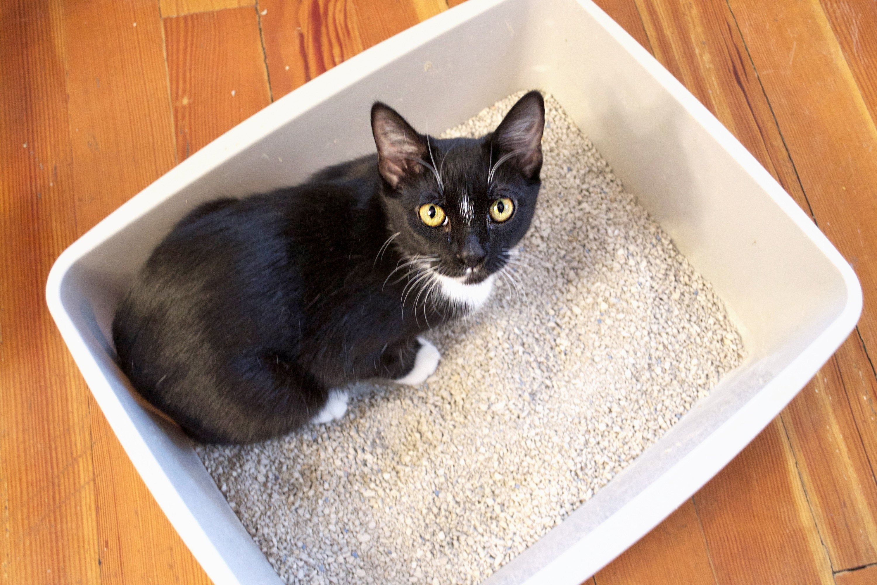 Приучить котенка к лотку быстро с наполнителем. Кошачий туалет. Грязный кошачий лоток. Лоток для кошек. Кошачий лоток с наполнителем.