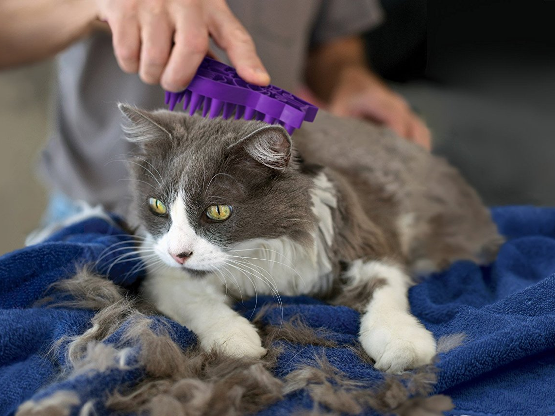 Вычесать Кота Профессионально Цена