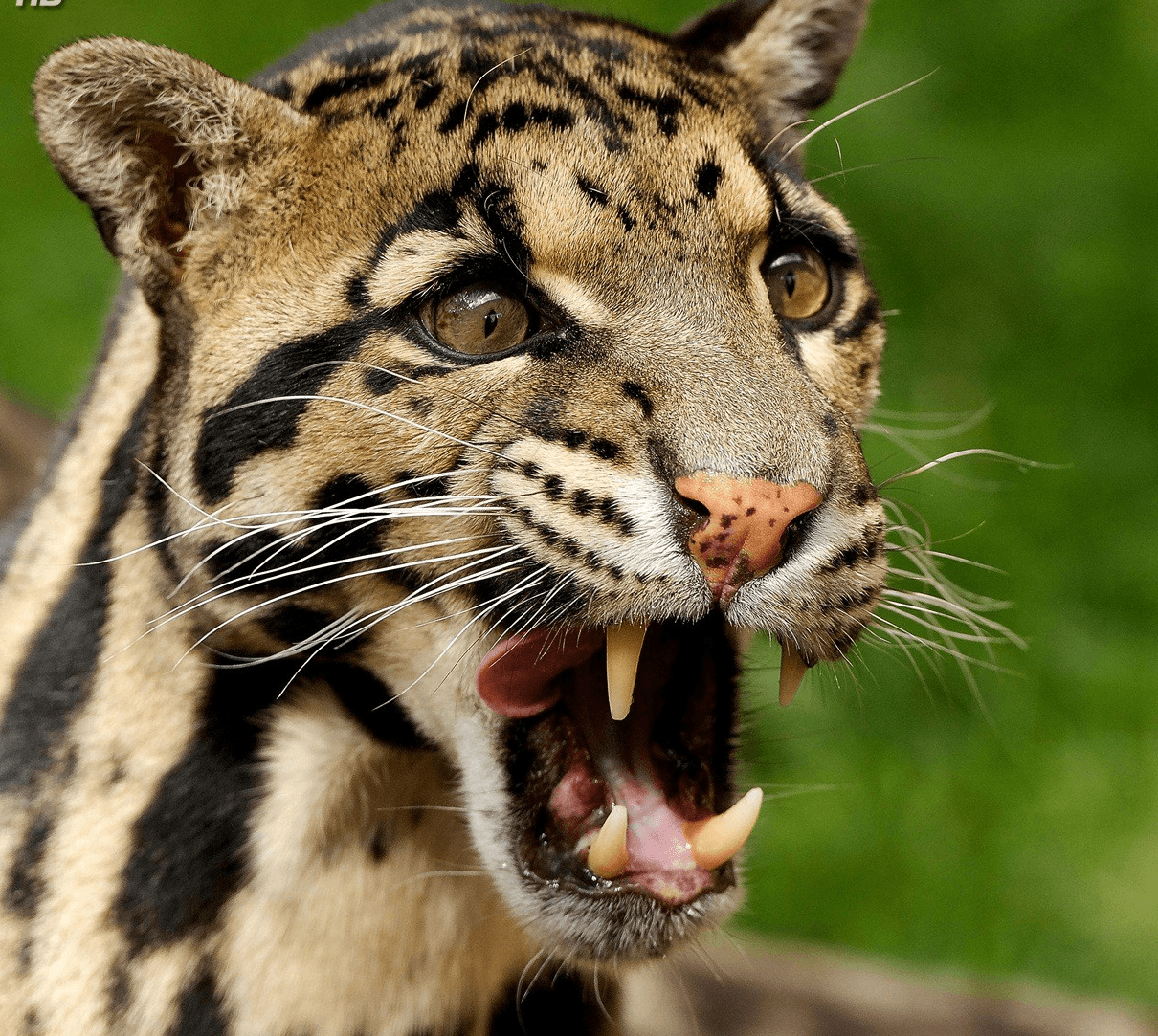 Саблезубый кот домашний фото