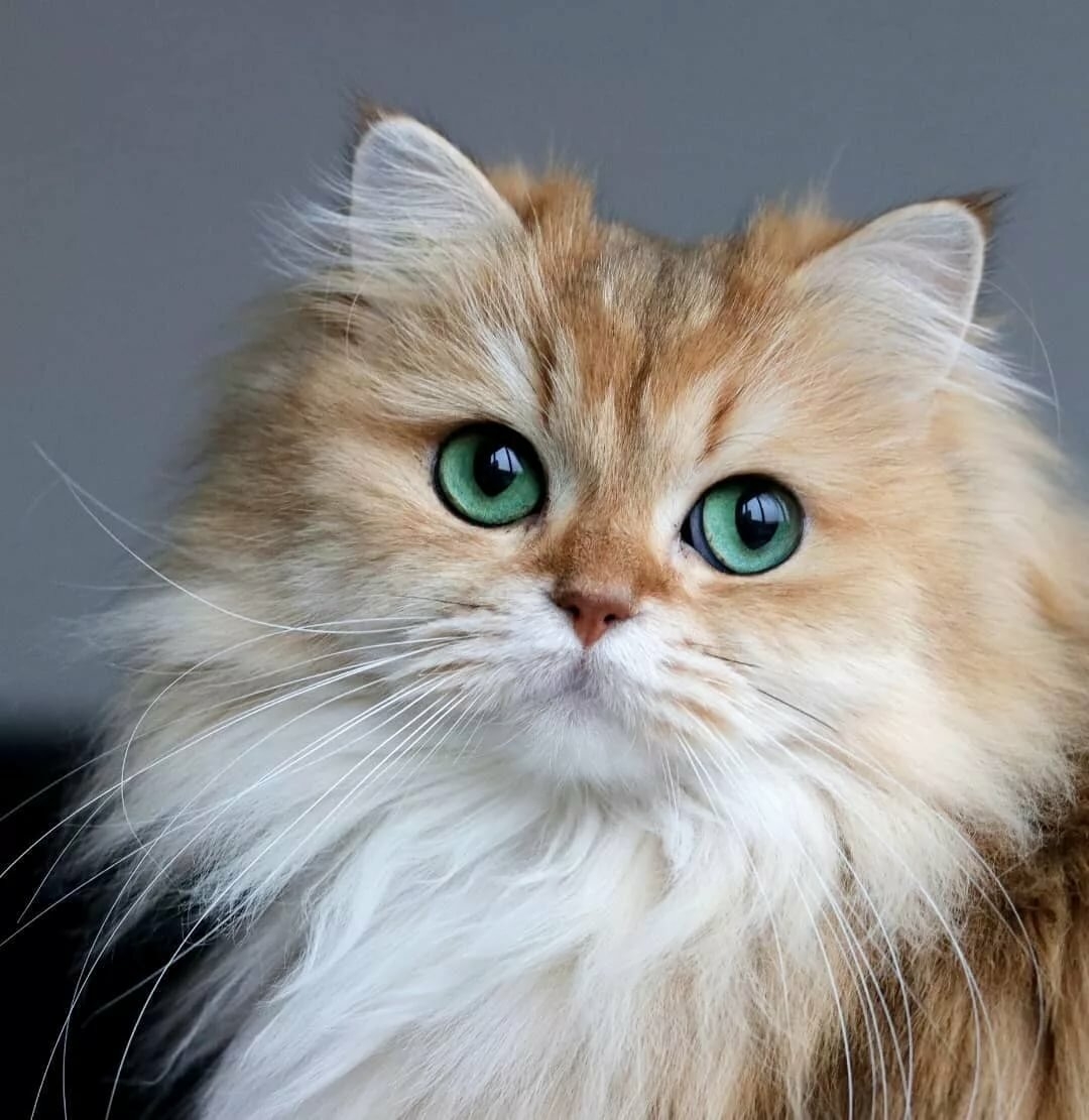 Пушистая рыжая кошка с зелеными глазами - картинки и фото koshka.top