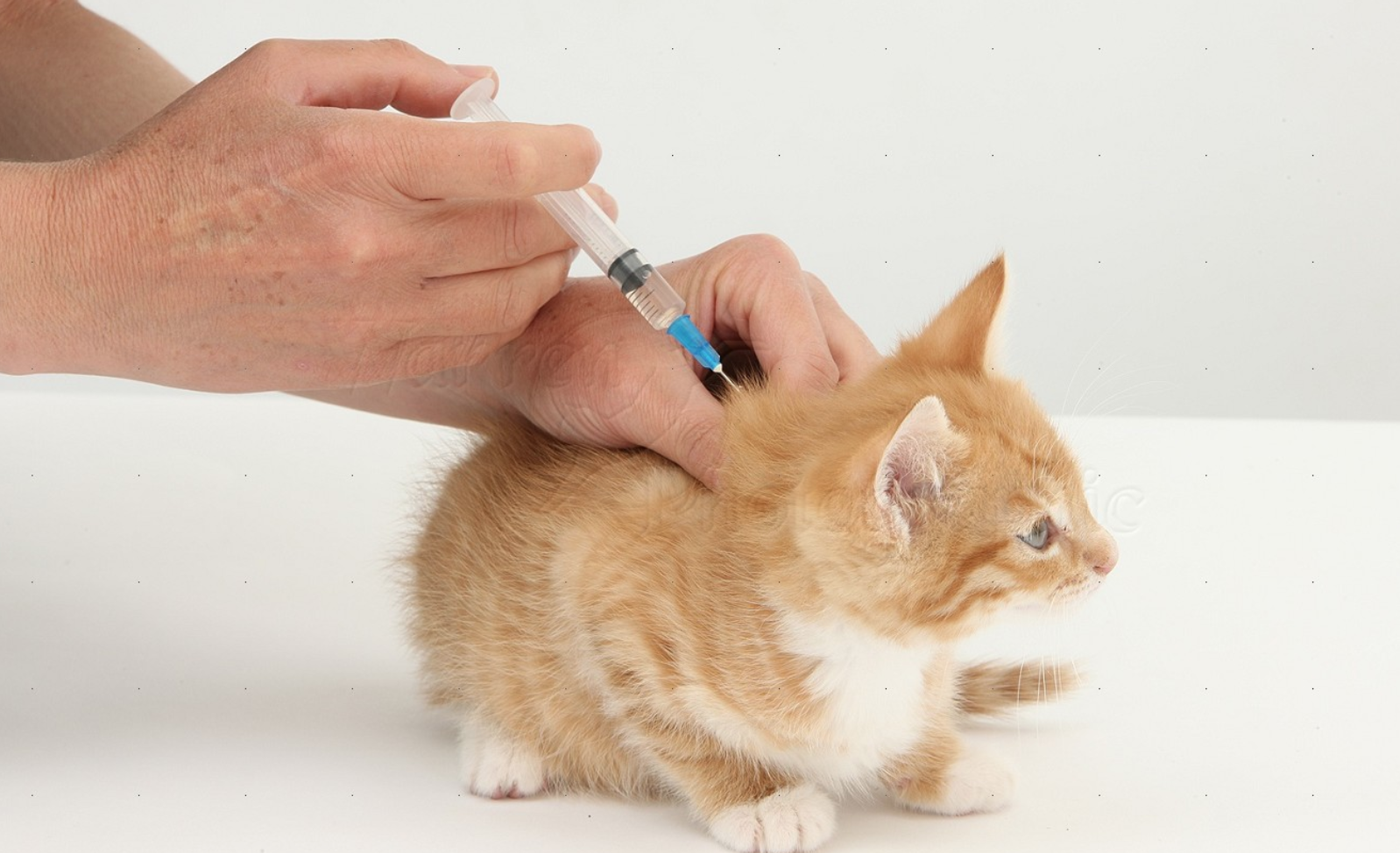 Сколько стоят прививки для кошек. Укол в холку подкожно коту. Укол собаке подкожно в холку. Подкожный укол коту в холку. Укол кошке подкожно в холку.