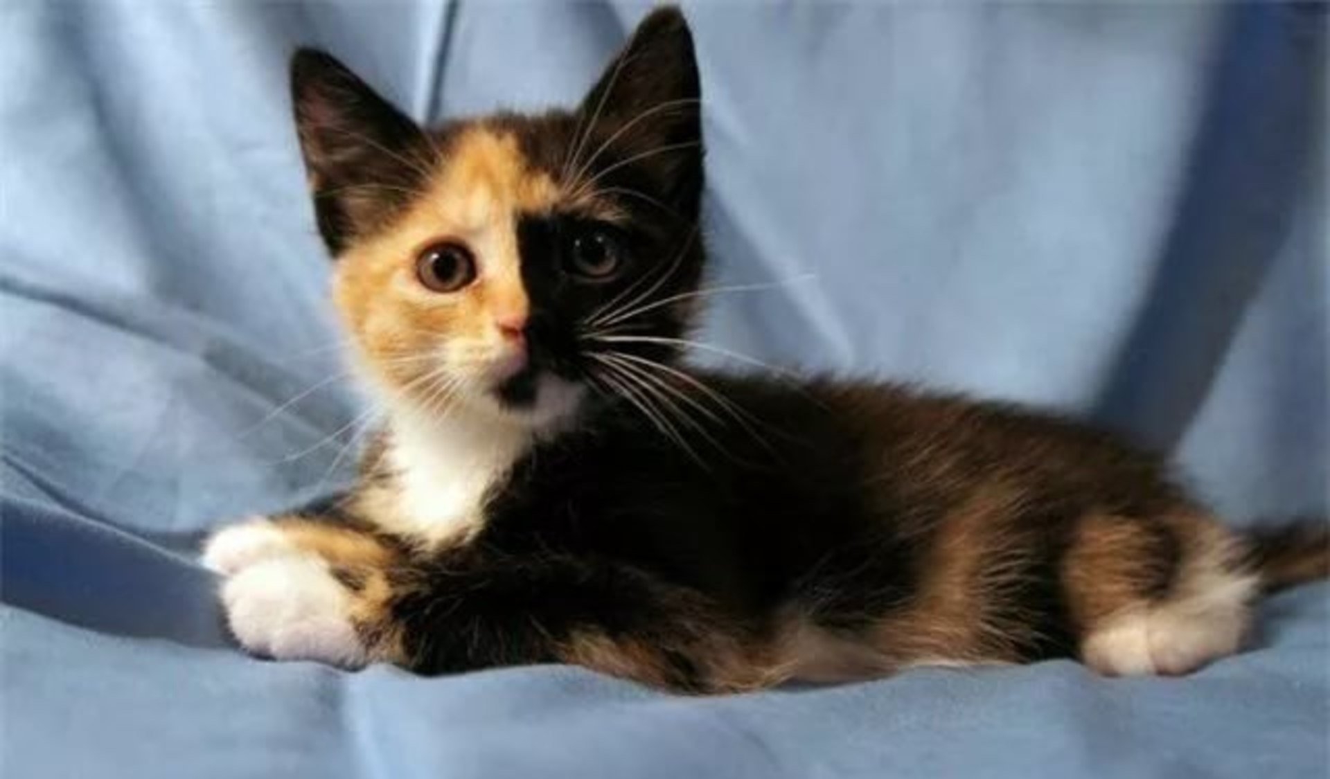 У каких кошек рождаются трехцветные котята. Трехшерстная кошка черная. Трехцветный котенок. Черно рыжий котенок. Рыже черно белый котенок.