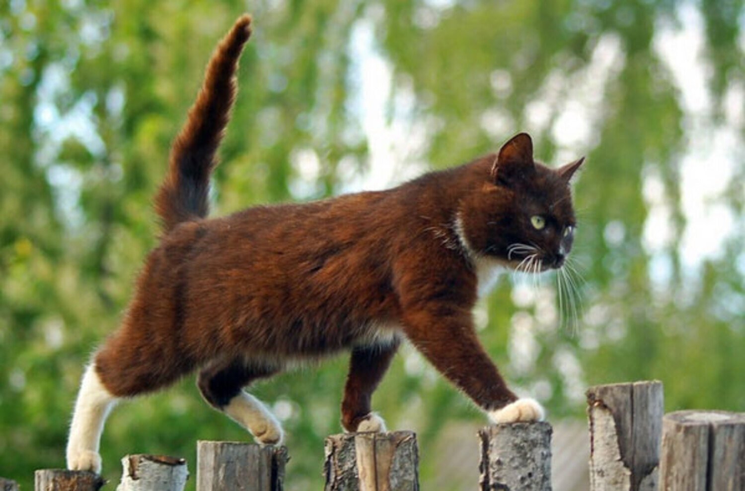 Шагающий кот. Кот на заборе. Коты на заборе. Кот идет. Дворовый кот.