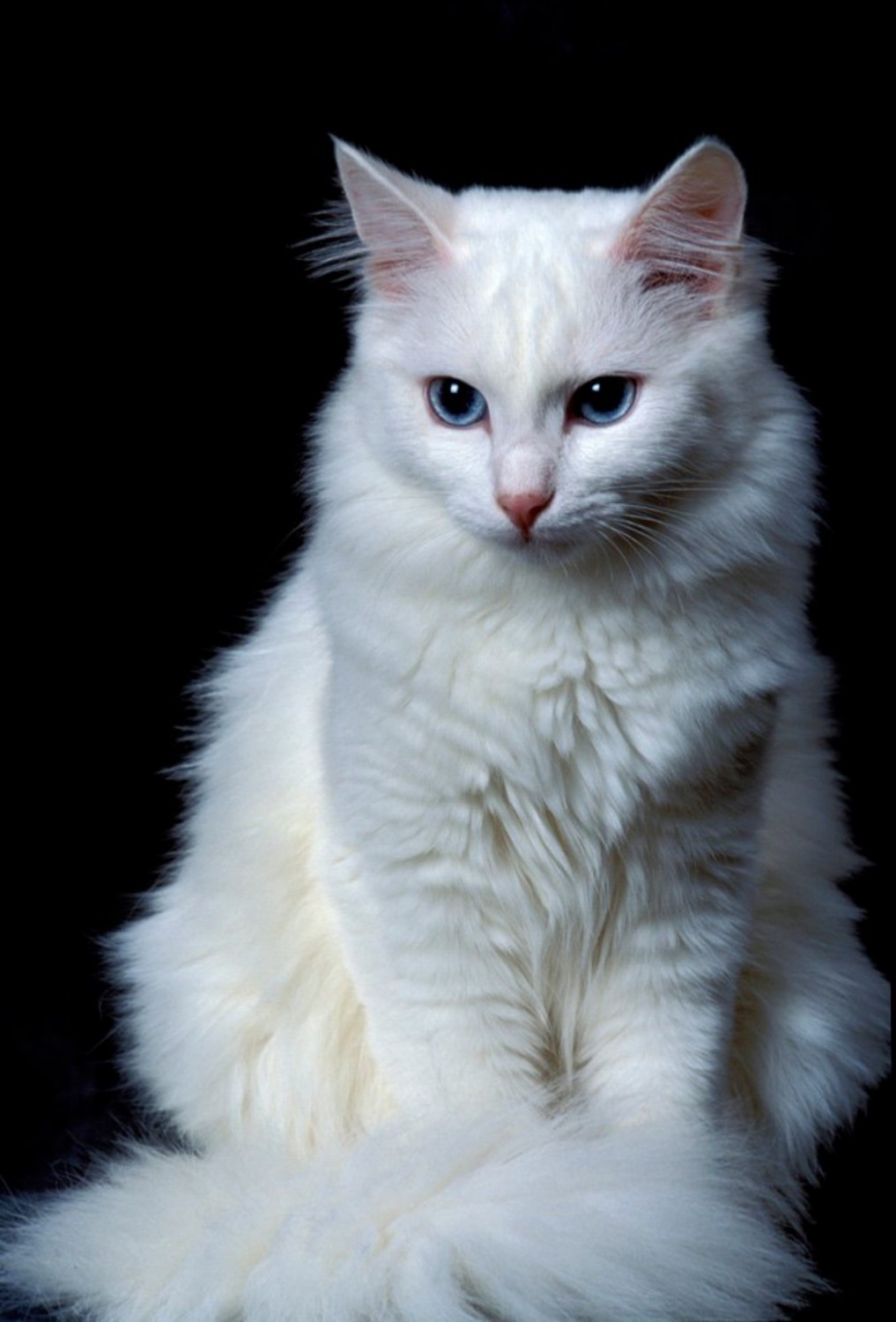 Какая порода белых котов. Турецкая ангора кошка. Ангорская кошка турецкая ангора. Сибирская ангорская кошка белая. Турецкая ангорская белая кошка.