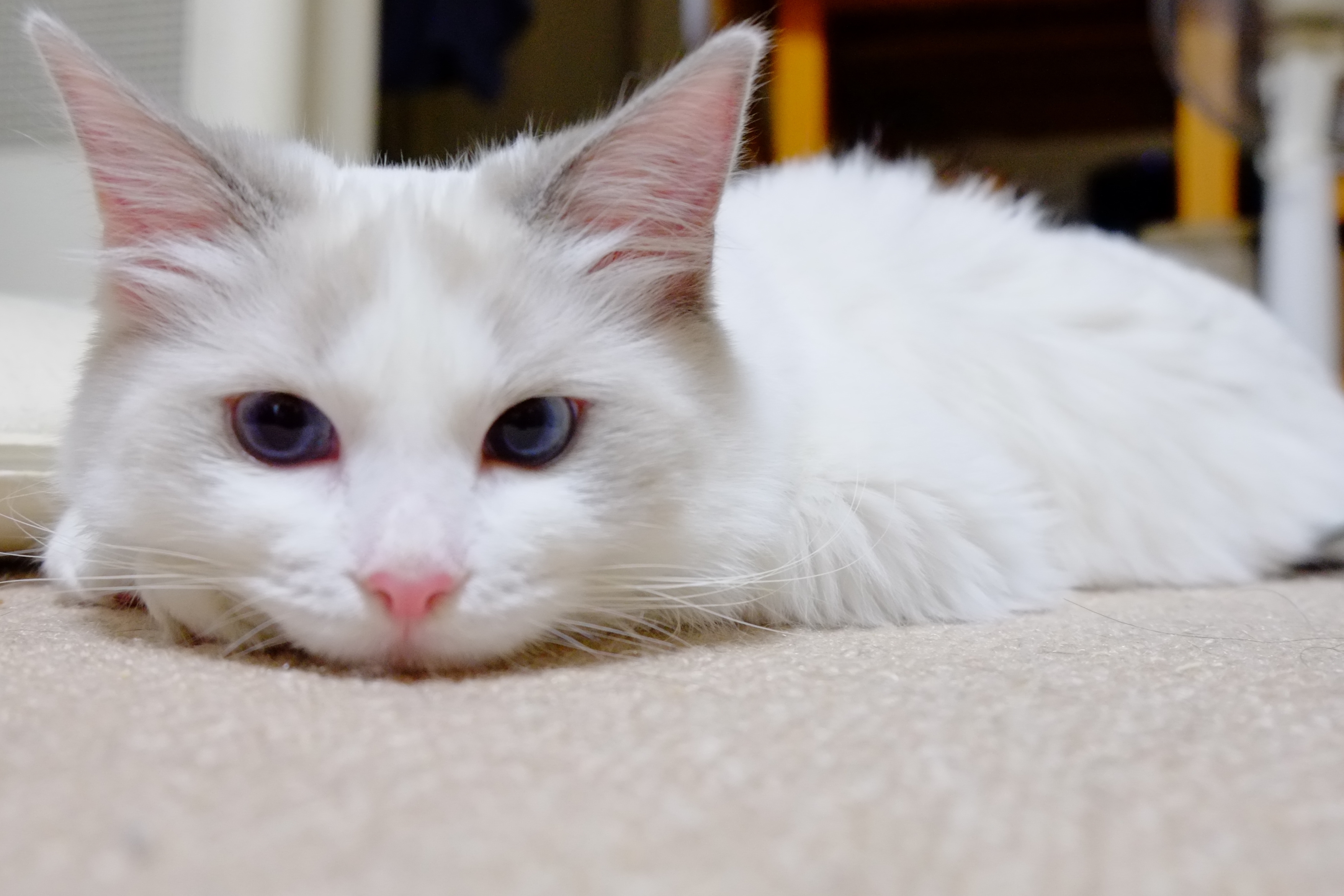 Какая порода белых котов