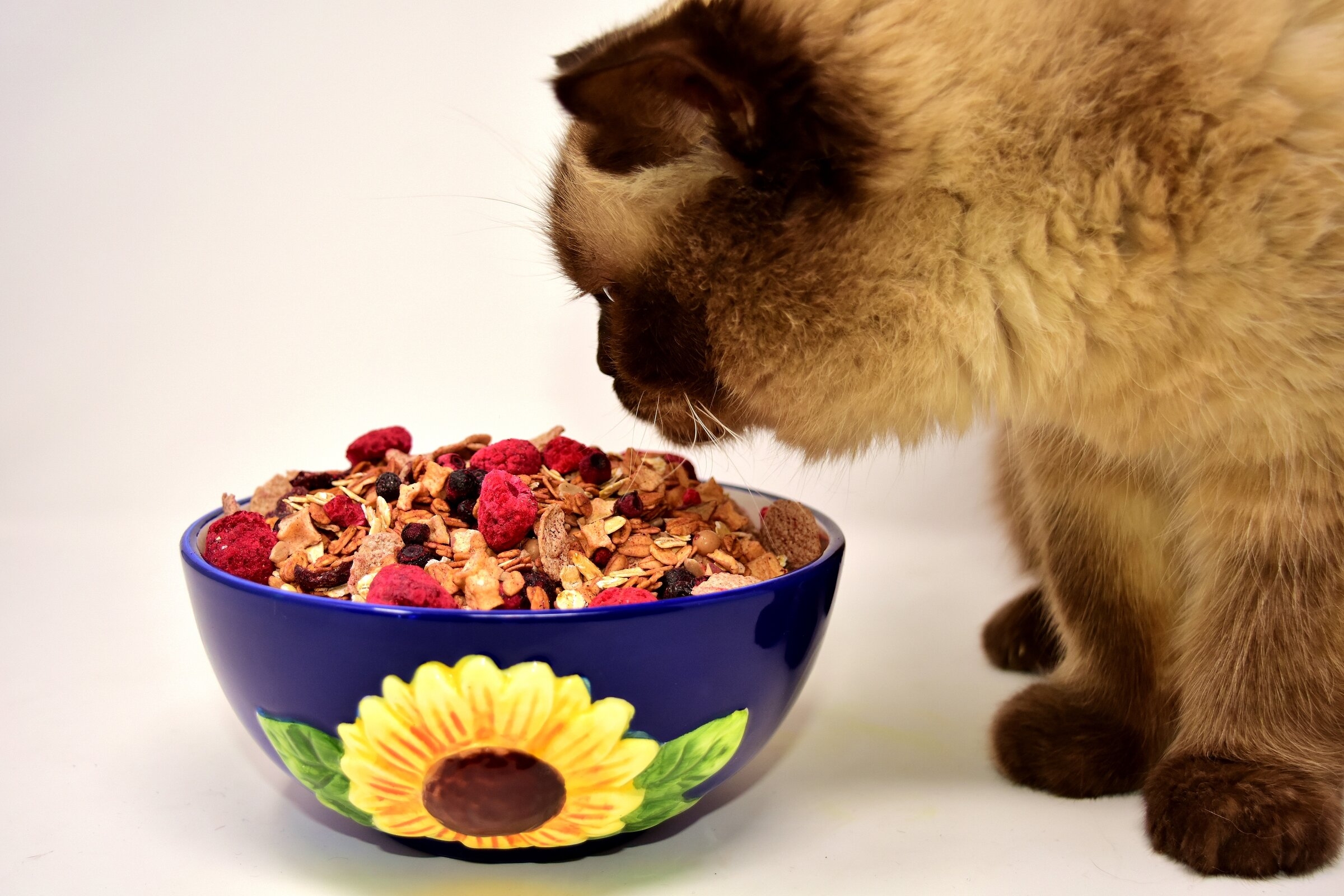 Как правильно кормить кошек кормом?