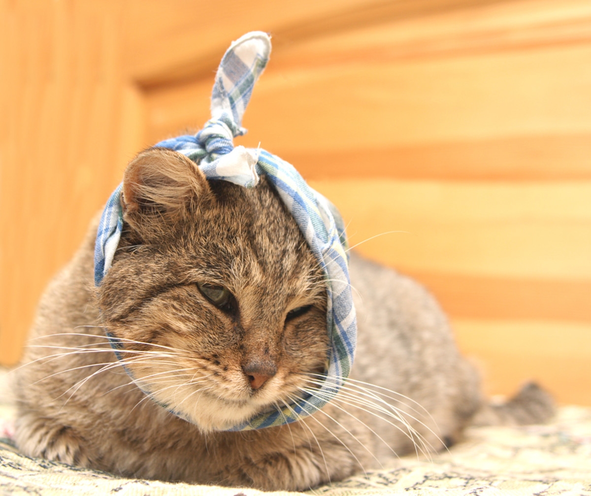 Кот страдает. Котенок с повязкой на голове. Кот с перевязанной нолоаец. Кот сперевязаной головой.
