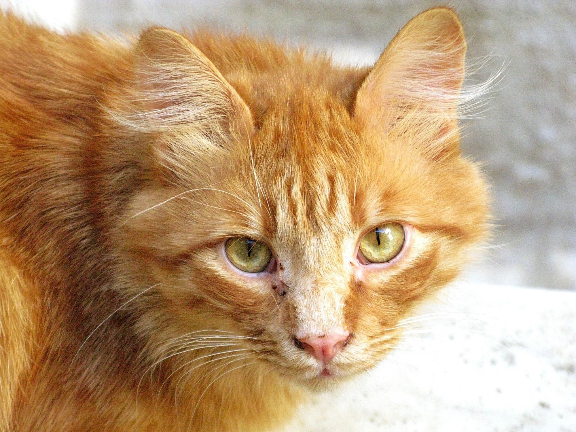 Породы кошек с рыжими глазами. Мейн кун рыжий. Кельтский кот рыжий. Рыжие коты. Рыжий котенок с желтыми глазами.