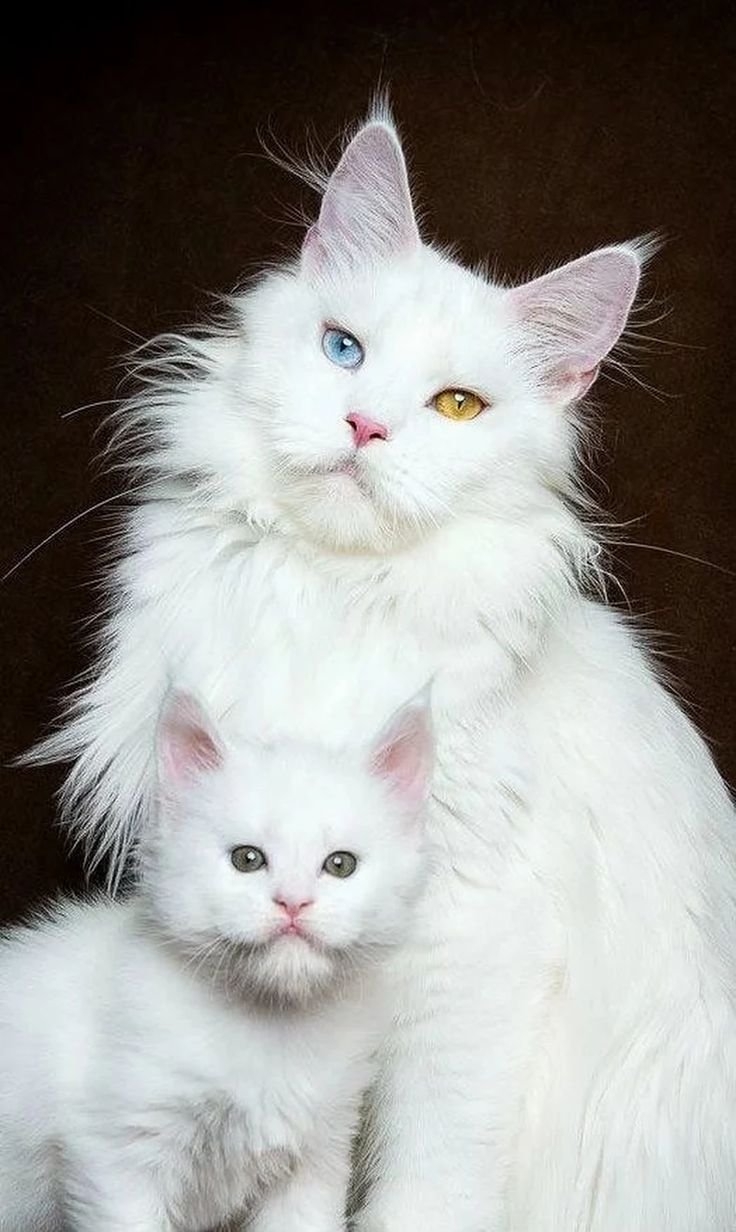 Ангорская кошка котята - картинки и фото koshka.top
