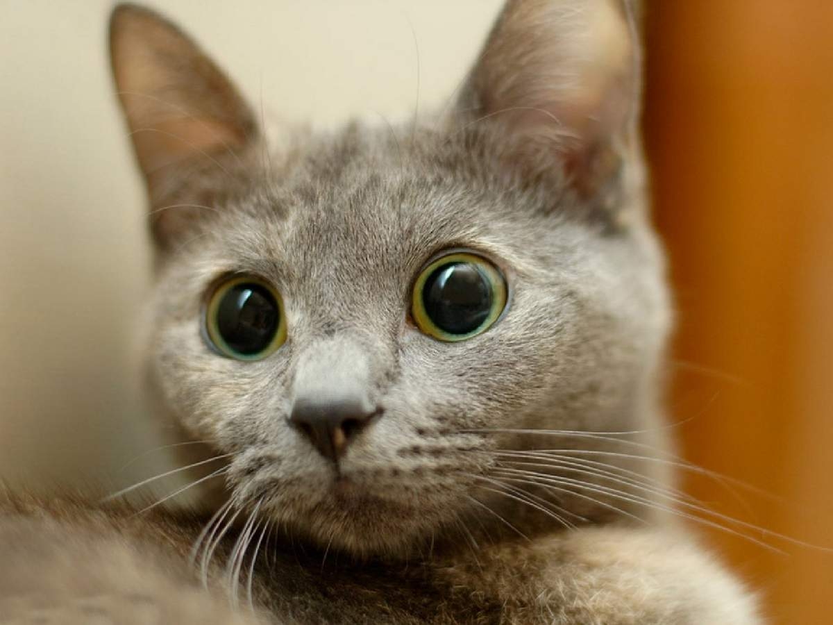 Кошка с выпученными глазами