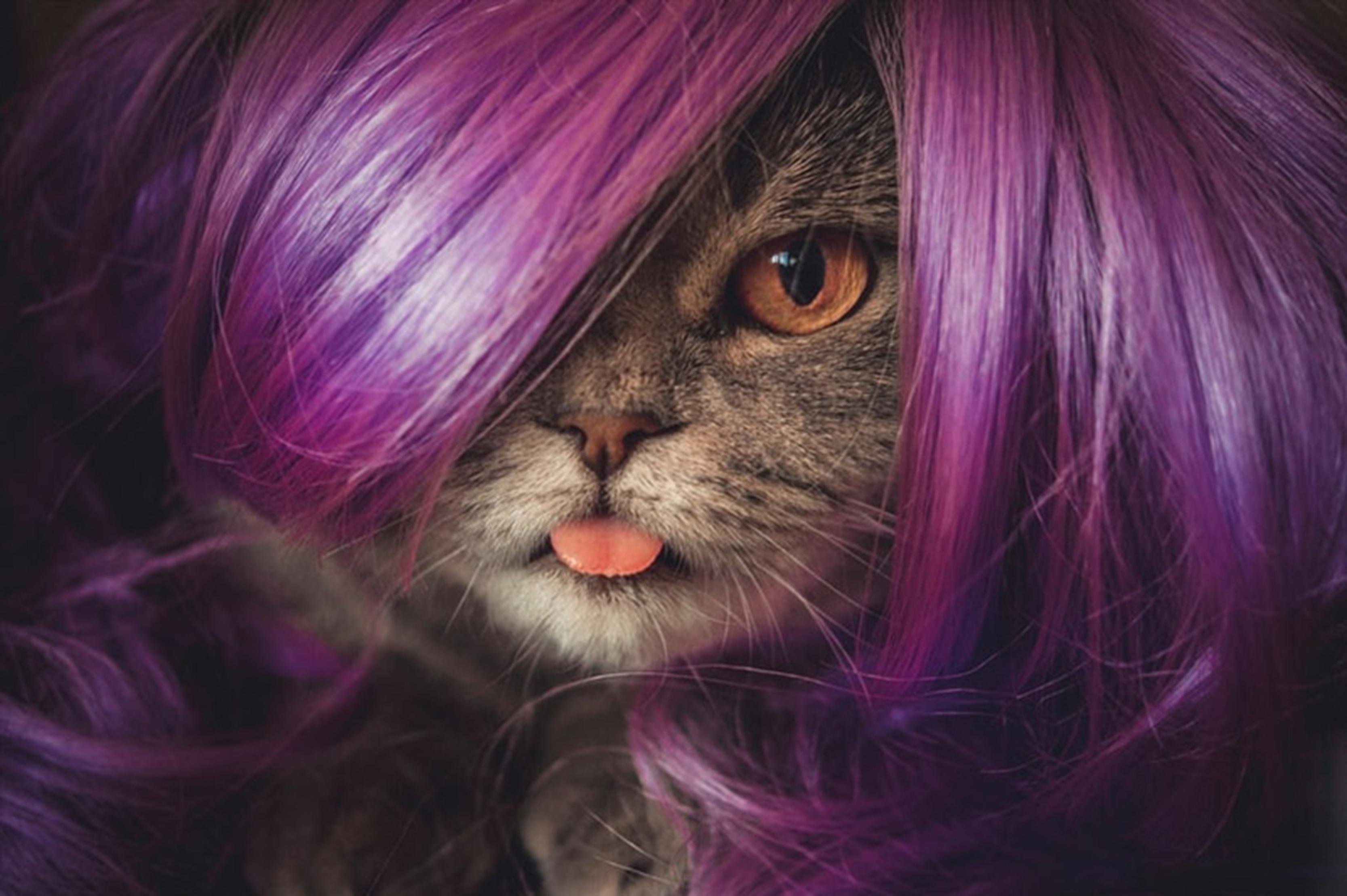 Фиолетовых котов - картинки и фото koshka.top