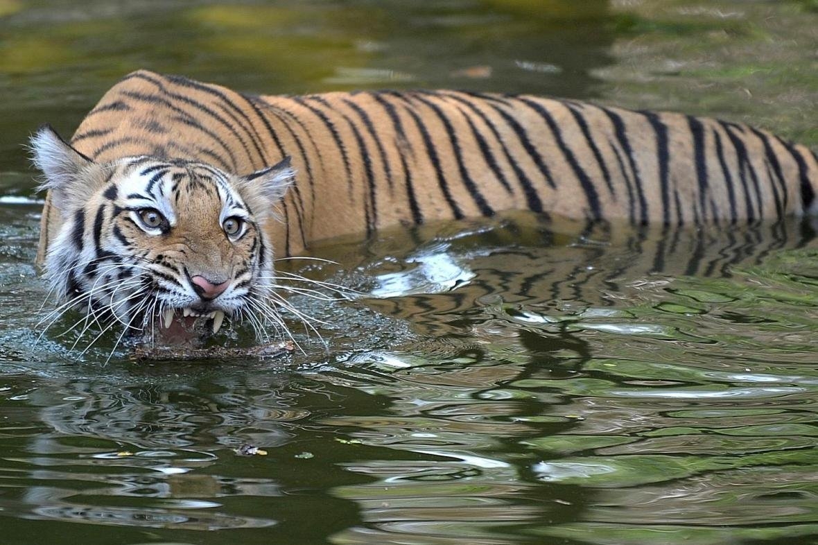 Амурский тигр охотится на рыбу
