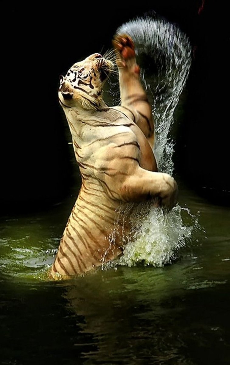 Тигр выпрыгивает из воды